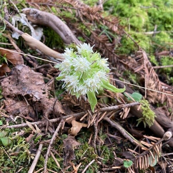 Petasites albus 花