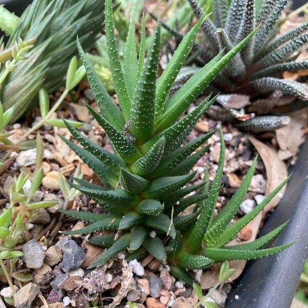 Haworthia fasciata Fulla