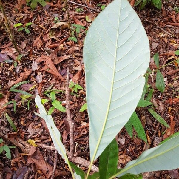 Williamodendron glaucophyllum Leaf