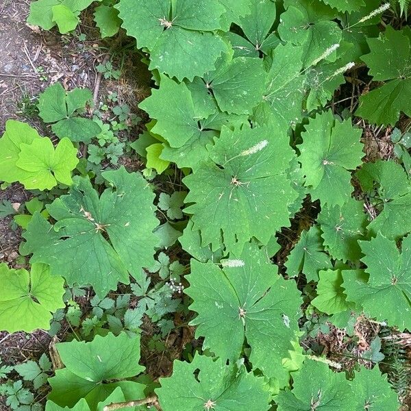 Achlys triphylla Fiore