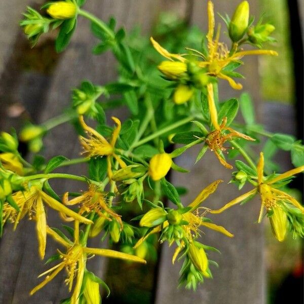 Hypericum perfoliatum Flor