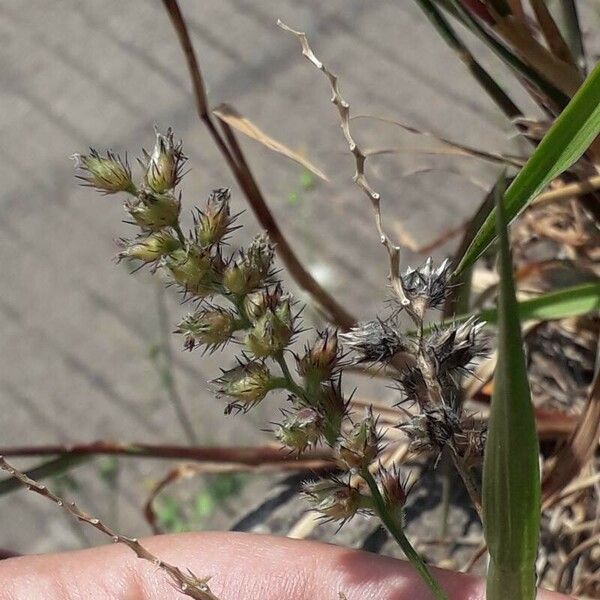 Cenchrus echinatus Λουλούδι