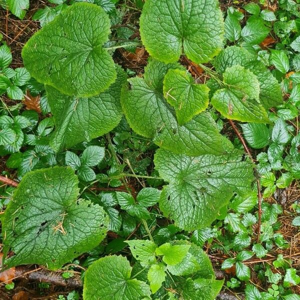 Lunaria rediviva Агульны выгляд