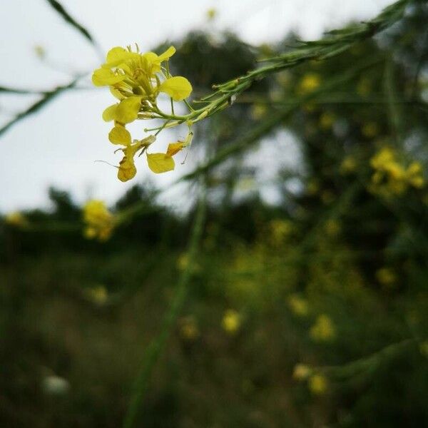 Rhamphospermum nigrum Flower