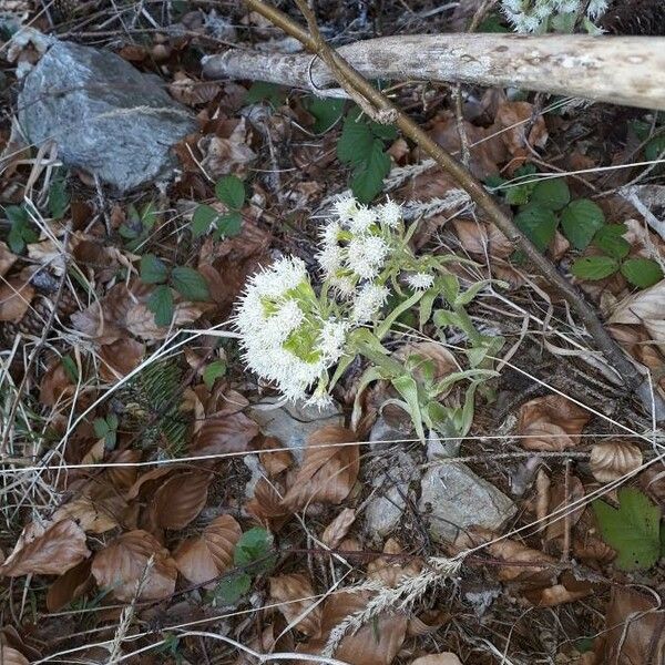 Petasites albus Blüte