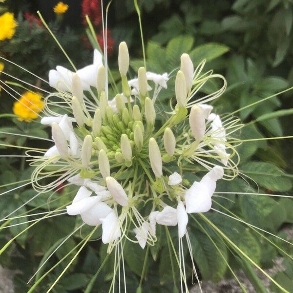 Cleoserrata speciosa Квітка