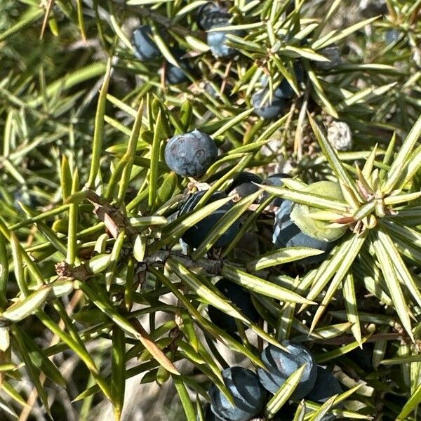 Juniperus communis Плід