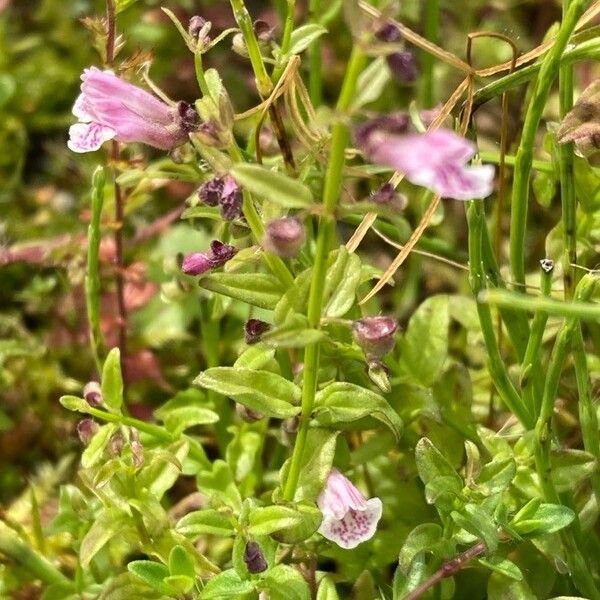 Scutellaria minor অভ্যাস