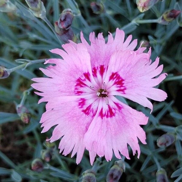 Dianthus plumarius Flower