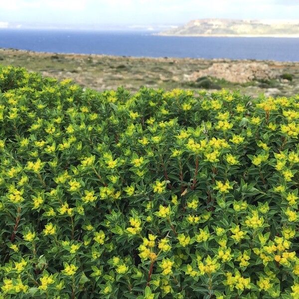 Euphorbia melitensis