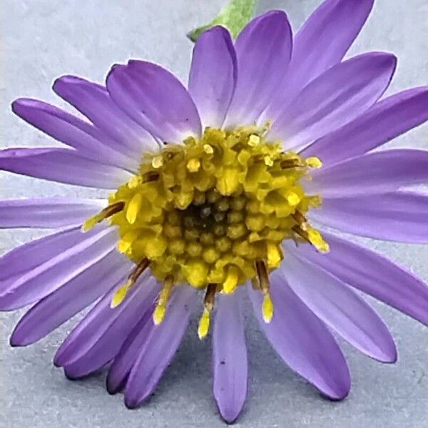 Aster alpinus Bloem