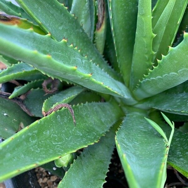 Agave decipiens Blad