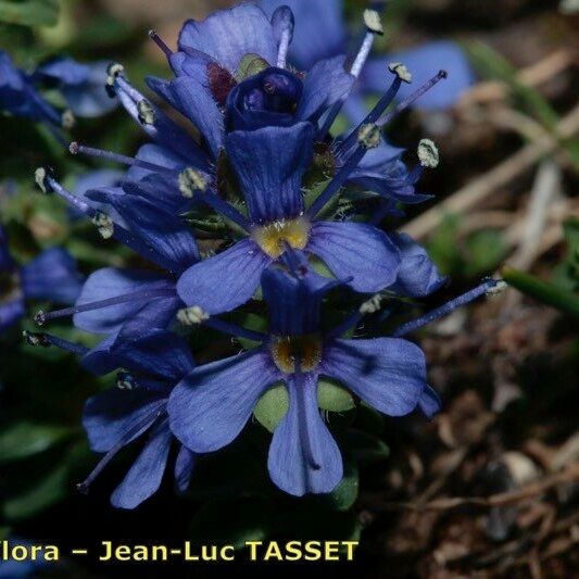 Veronica nummularia Blomst