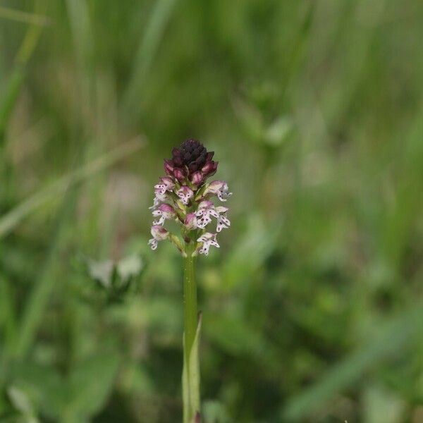 Neotinea ustulata Blüte