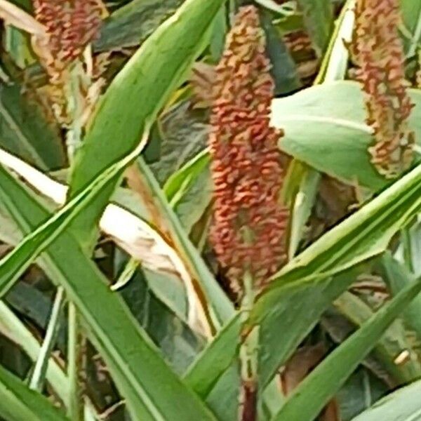 Sorghum bicolor Fruit