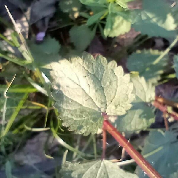 Urtica chamaedryoides Lapas