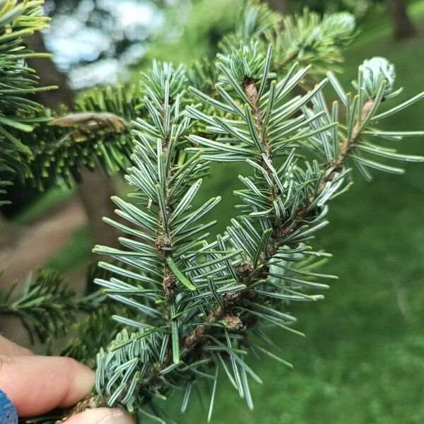 Abies nordmanniana Fuelha