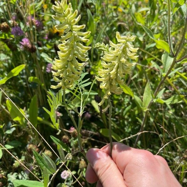 Astragalus canadensis Кветка