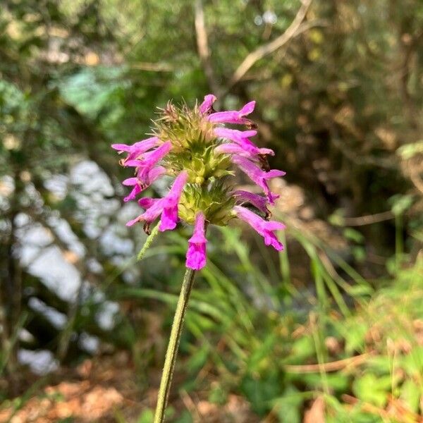 Stachys officinalis ফুল