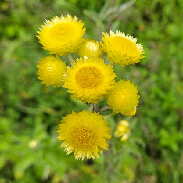 Helichrysum foetidum Kvet