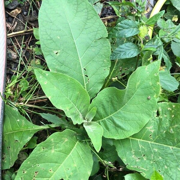 Solanum mauritianum Fuelha