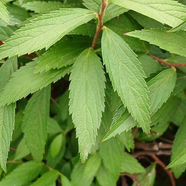 Spiraea japonica Leaf