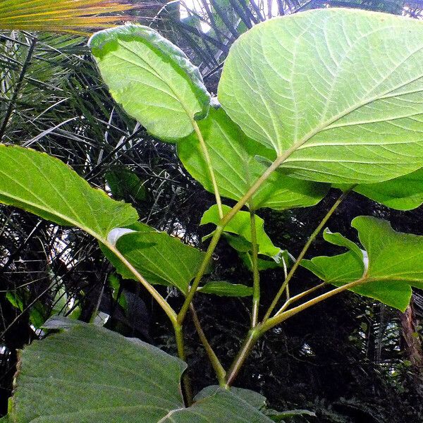 Piper auritum Leaf