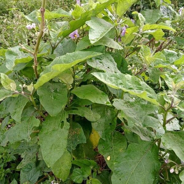 Solanum incanum List