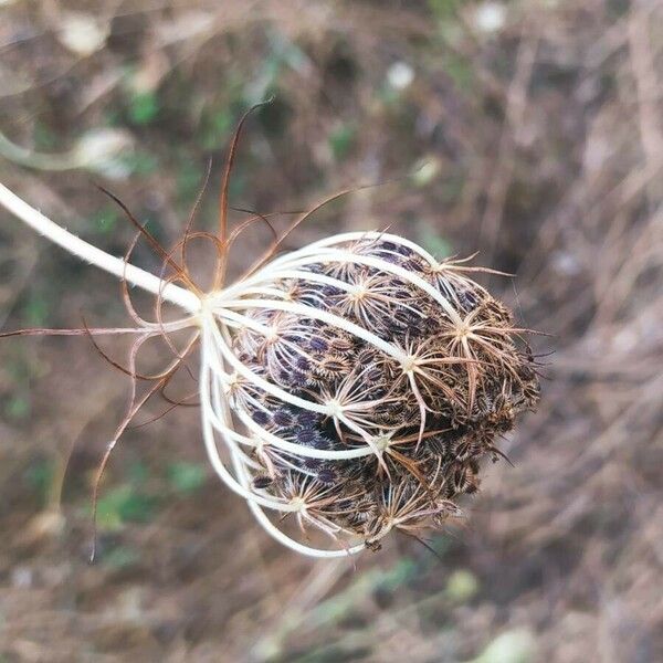 Daucus carota Ffrwyth