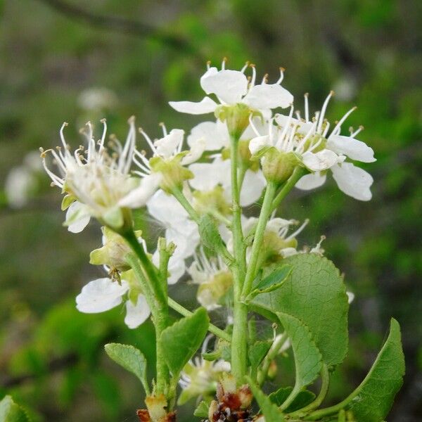 Prunus mahaleb Flower