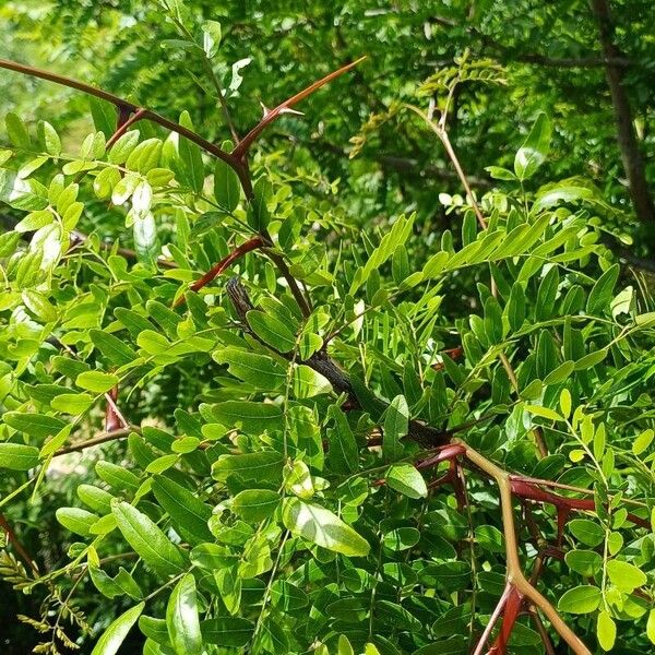 Gleditsia aquatica Leaf