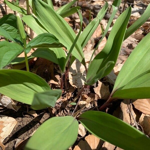 Allium tricoccum ᱥᱟᱠᱟᱢ