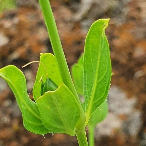 Justicia flava Blad