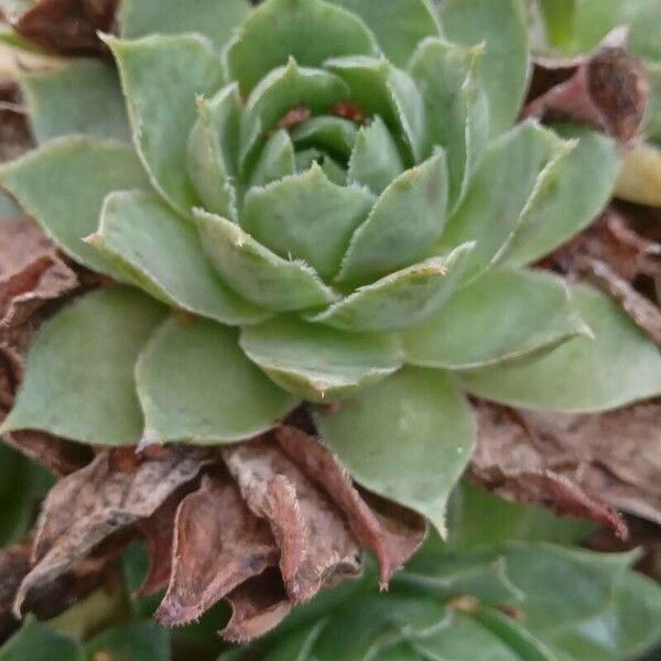 Sempervivum tectorum Hàbitat