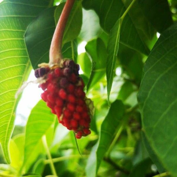 Hura crepitans Fruit