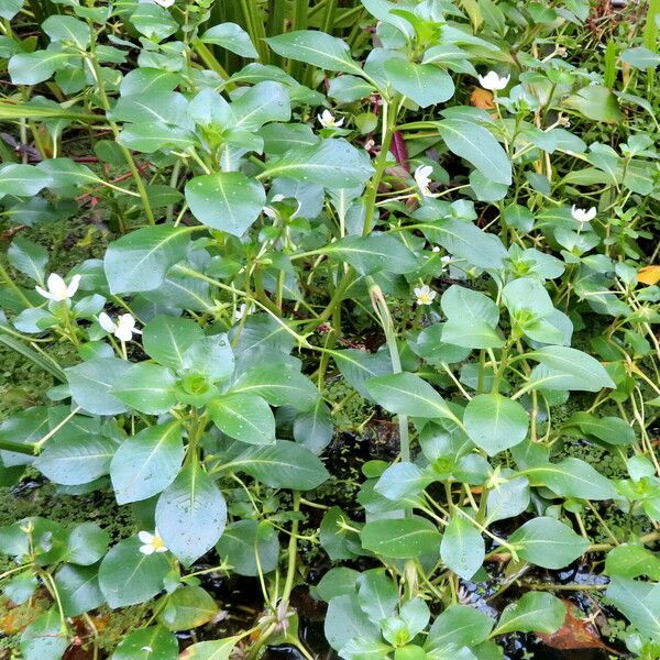 Ludwigia adscendens Συνήθη χαρακτηριστικά