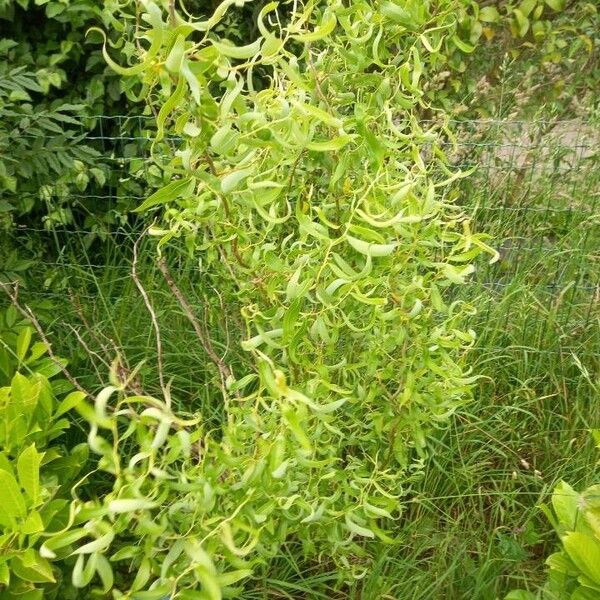 Salix babylonica Lapas