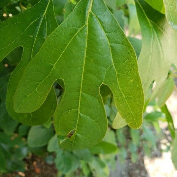 Sassafras albidum Blatt