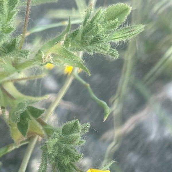 Ononis pubescens Leaf