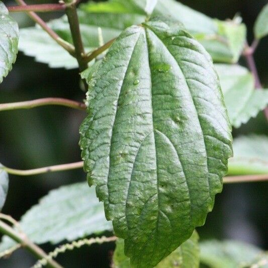 Boehmeria japonica Leaf