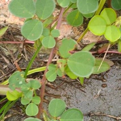 Grona triflora Leaf