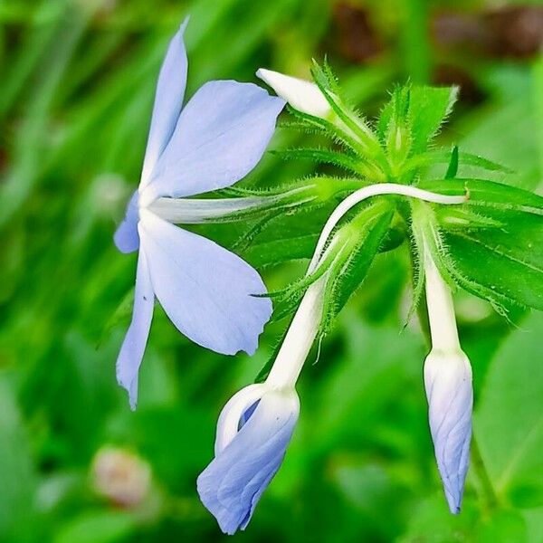 Phlox divaricata برگ