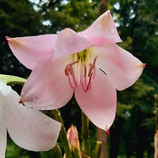 Crinum moorei Çiçek