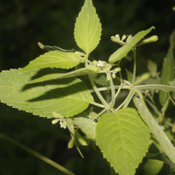 Klaprothia fasciculata 葉