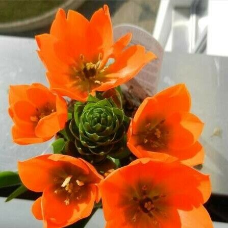 Ornithogalum dubium Flor