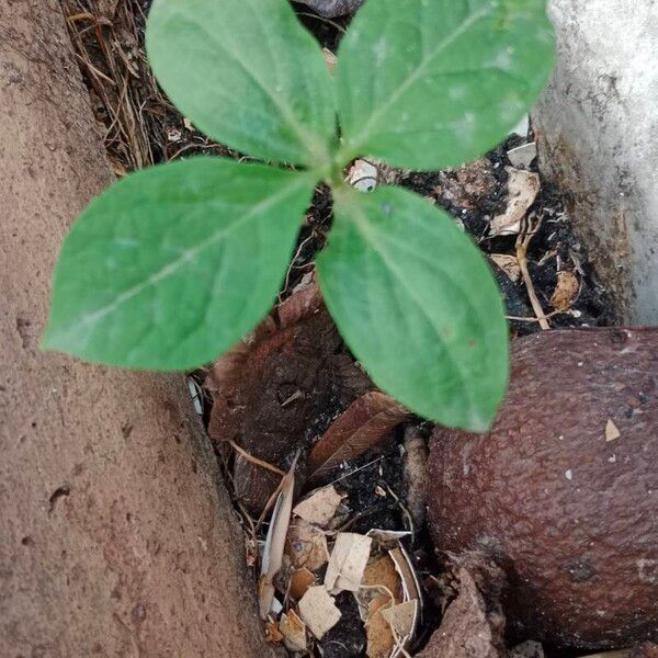 Citrullus lanatus Blad