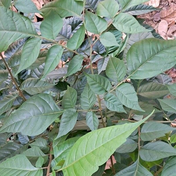 Clausena lansium Leaf