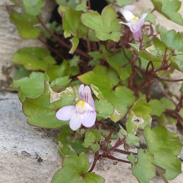 Cymbalaria muralis 花