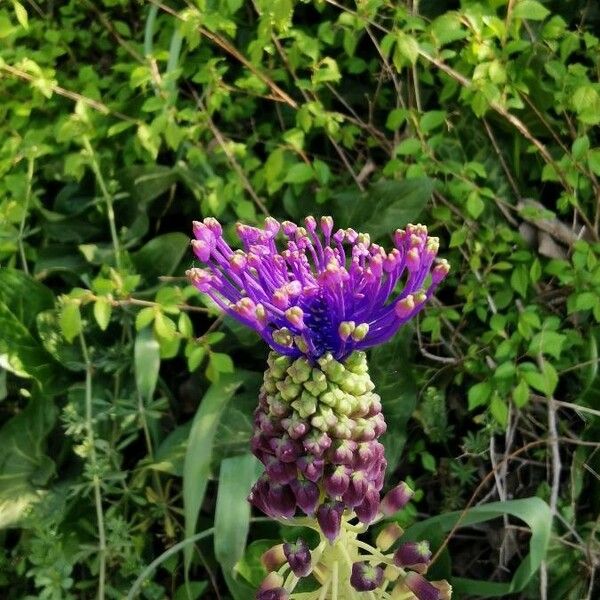 Muscari comosum Çiçek