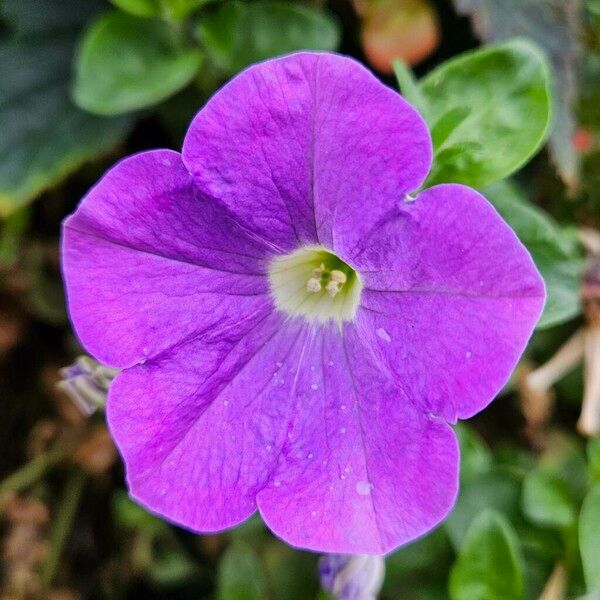 Petunia × atkinsiana Flor